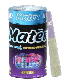 BERRY GELATO | HYBRID
